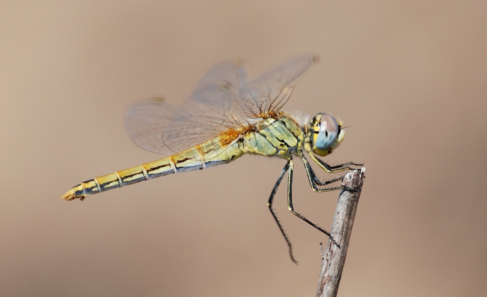 Identificazione 3 - Sympetrum fonscolombii